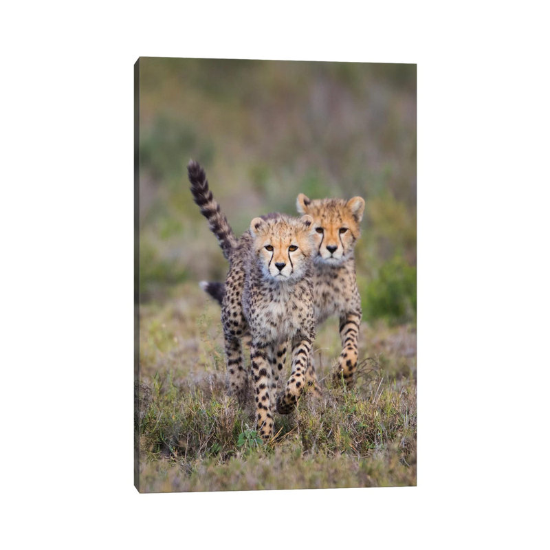 Cheetah Cubs Running Towards Camera, Ngorongoro Conservation Area, Tanzania - Wrapped Canvas Print, 20.32 cm H x 30.48 cm W