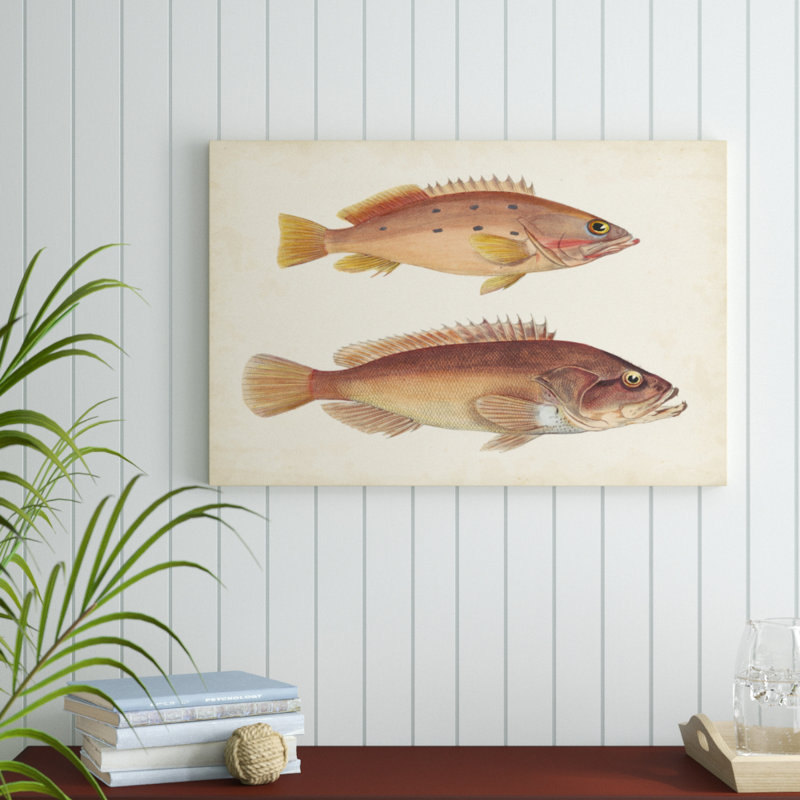 Antique Fish Species II - Painting Print, 61cm H x 91cm W, Wrapped Canvas
