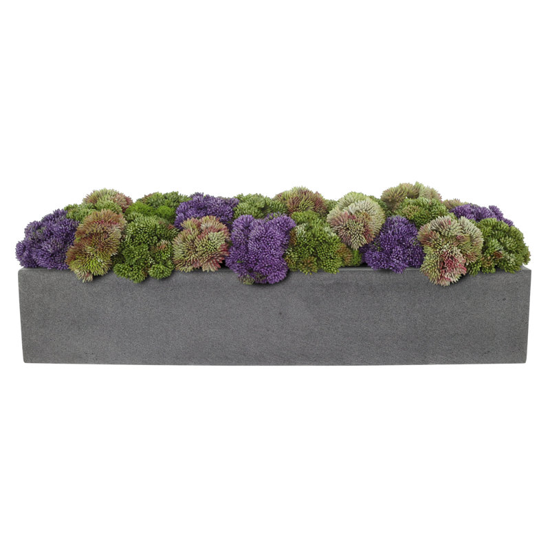 Sedum multicolore en pot de fleurs noir, Forme rectangulaire, H 7 po x l 19 po x P 6 po, Gris