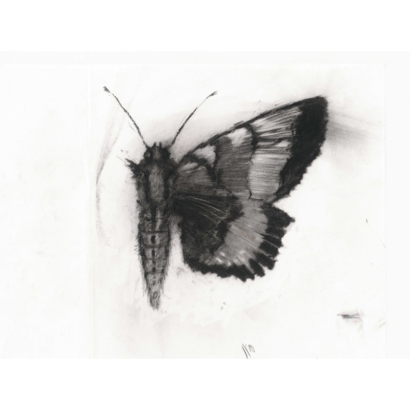 Moth V - peinture sur toile tendue, H 12 po x l 16 po