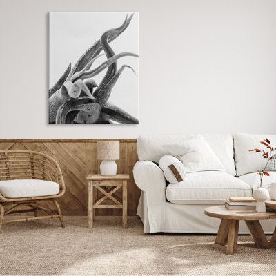 "Air Plant", texture naturelle, noir et blanc, photographie sur plaque surdimensionnée par Nick Saez
