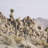 Joshua Tree 3 by THE Studio a Framed Art Print Matted under Glass