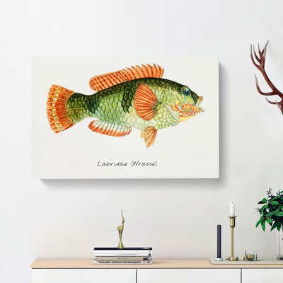 Illustration of a Wrasse Fish by F.E. Clarke - Wrapped Canvas