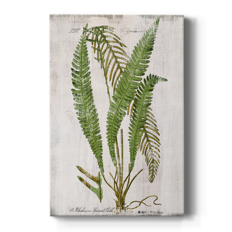 Greenhouse Fern I - galerie sur mesure, H 18 po x l 12 po