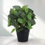 Plante artificielle en pot Fittonia