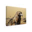 «Red Tailed Hawk» par Etelca, impression sur toile tendue-27652253