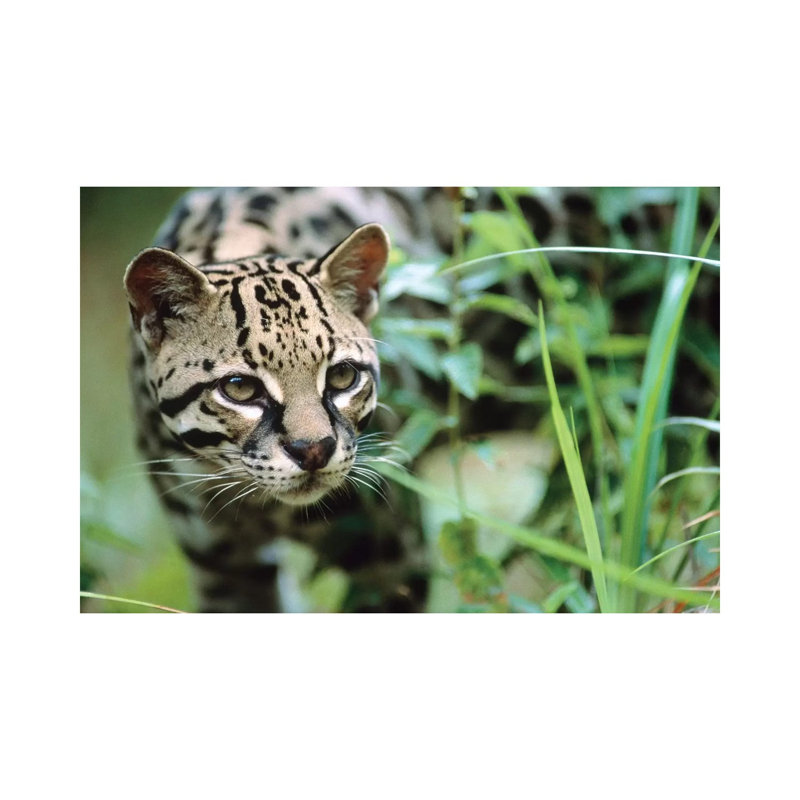 Ocelot Portrait, Belize 1 Piece Wrapped Canvas Wall Art, 101.6 cm H x 66.04 cm W x 1.91 cm D