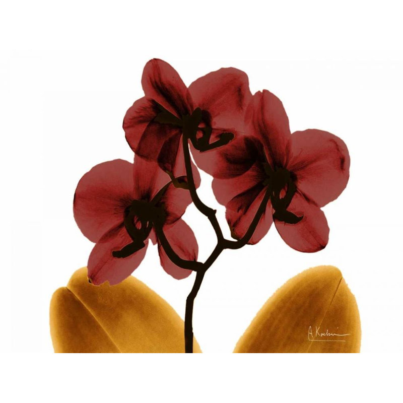 «Red Barrel Studio® Koetsier, Albert Gallery, art sur toile tendue: Orchidée