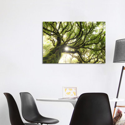 Forest Star by Stefan Hefele - Wrapped Canvas Print