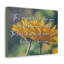 His Face Shine Numbers 6:25-26 - Wrapped Canvas Print-1013241780