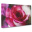 Pink Rose Flower Vol.7 - Wrapped Canvas-61838611