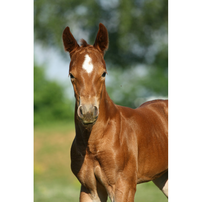 Cheval brun - photographie sur toile tendue, L 12 po x H 18 po