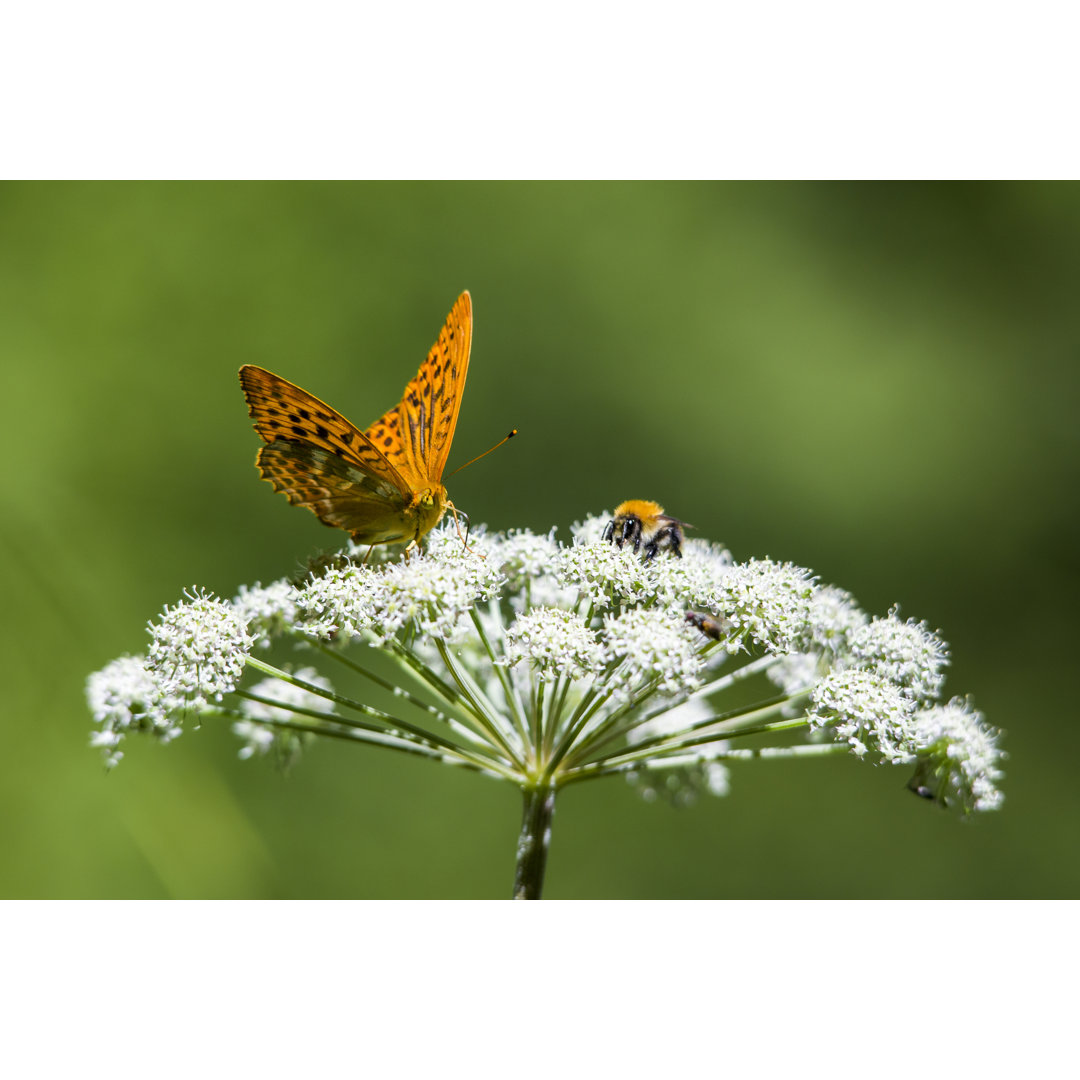 Schmetterling auf Blume von ErikKarits - Leinwandbild