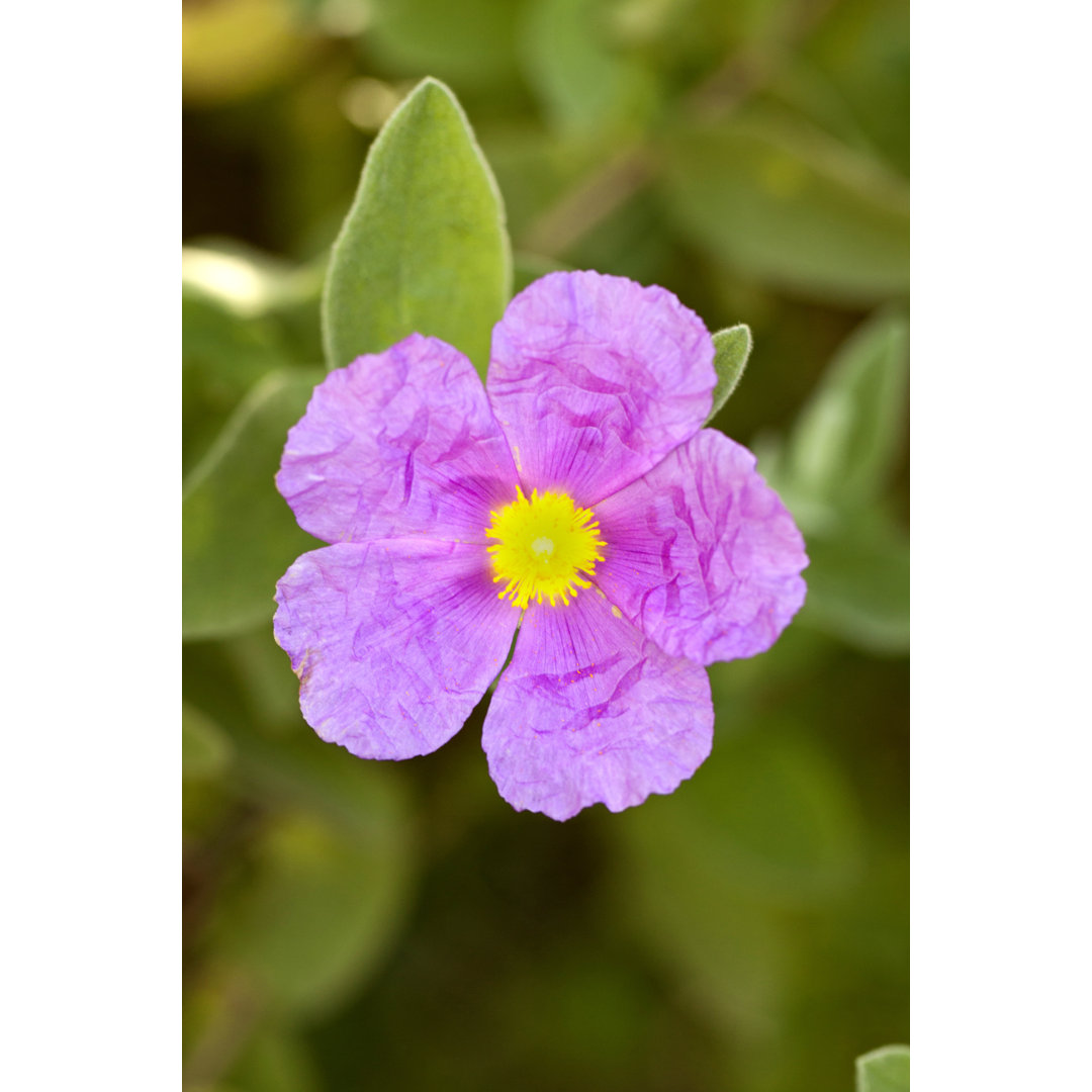 Zistrose (Cistus Crispus) von Membio - Kunstdrucke auf Leinwand