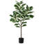 Arbre à figuier 51,6 po