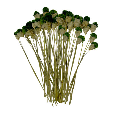 Ensemble de 4 globes séchés préservés amaranthe, 22 à 24 po de long, 16 pièces / paquet