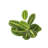 Live Prayer Plant Set in Classic Pots-78391162