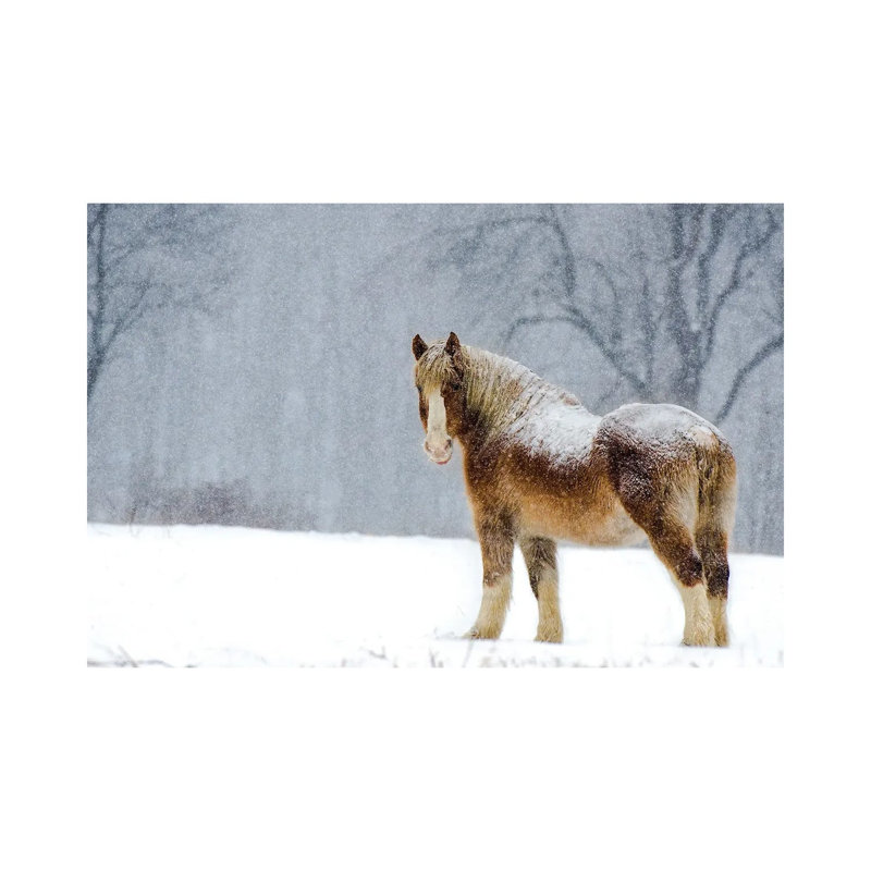 Belgian Snow II by David Gardiner - Wrapped Canvas Print, 20.32cm H x 30.48cm W