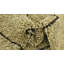 Tapis beige Mosser