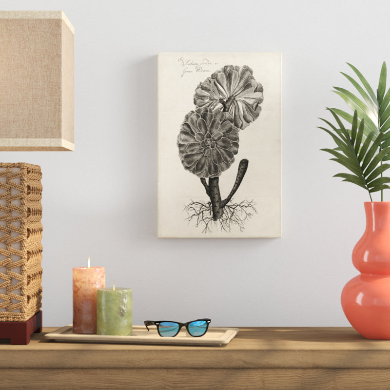 Thornton Succulents II by Robert J. Thornton - Drawing Print Print, 30cm H x 20cm W, Wrapped Canvas