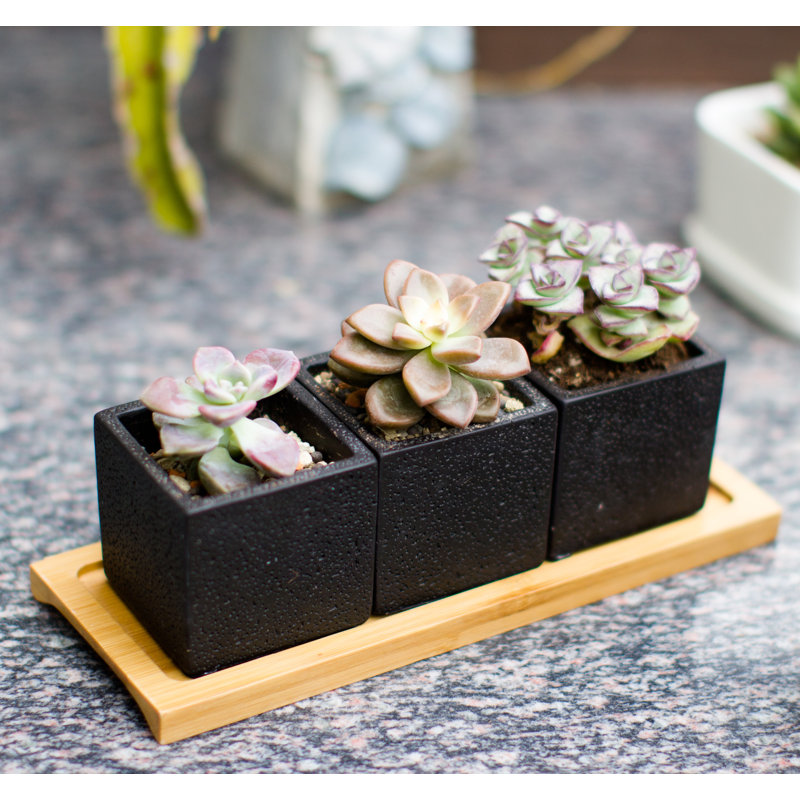 Cadfan Ceramic Pot Planter