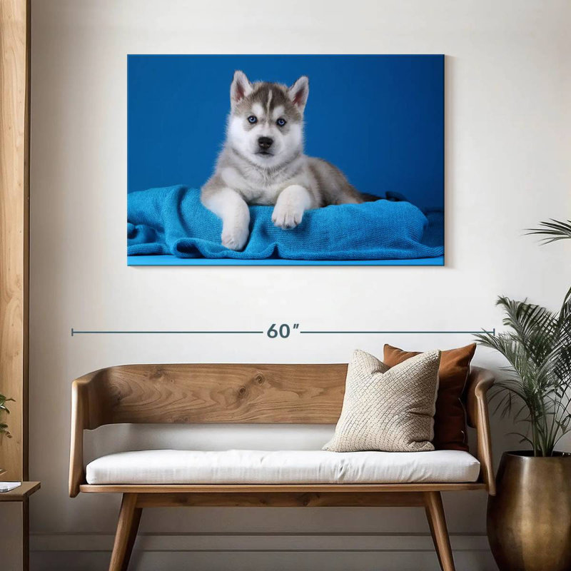 Chiot Husky aux yeux bleus, H 30 po x l 45 po