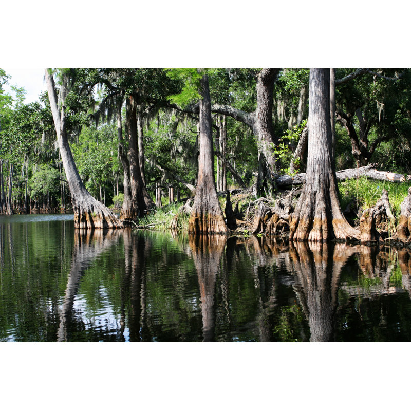 «Swamp Forest» par Sumos - reproduction d'art sur toile tendue, L 12 po x H 8 po