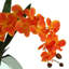 Orchid Floral Arrangement in Vase-97821097
