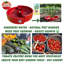 Outil de jardinage de cratère à tomates - plastique rouge 12 po pour des tomates plus saines, paquet de 1