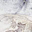Tapis lavable à la machine Stacie Daydream-89917095