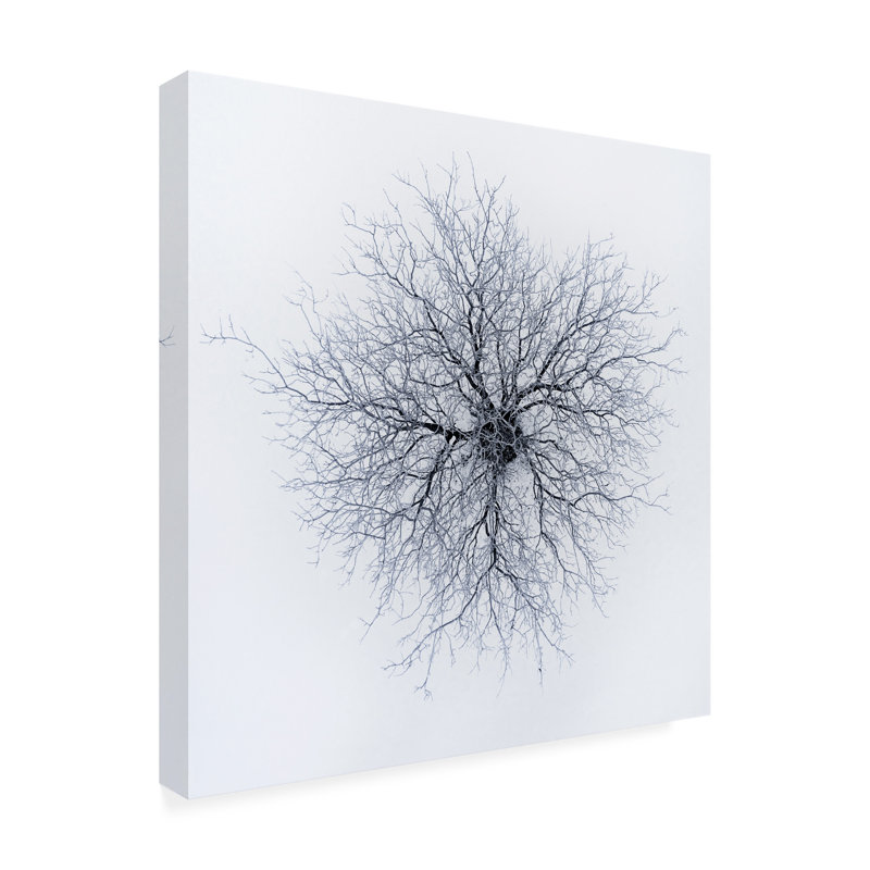 Bolog Branko Markovic  Dendrites Canvas Art, 24" H x 24" W