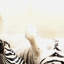Print on Canvas-25159367