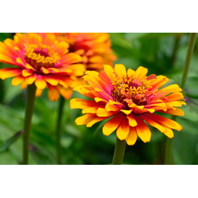 Zinnia by Aimintang
