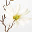 Magnolia Etoile-981108772