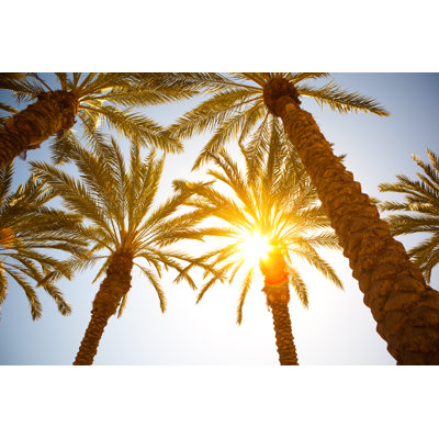 Palm Tree Leaves by Pawel.gaul - Print