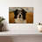 Brampt Expressive Border Collie-107829353