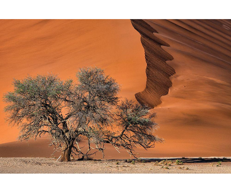 Art sur toile tendue avec Alcott Hill® Ruoppolo, Luigi Gallery: Acacia In The Desert, H 28 po x l 40 po