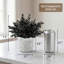 Eucalyptus noir en pot de ciment