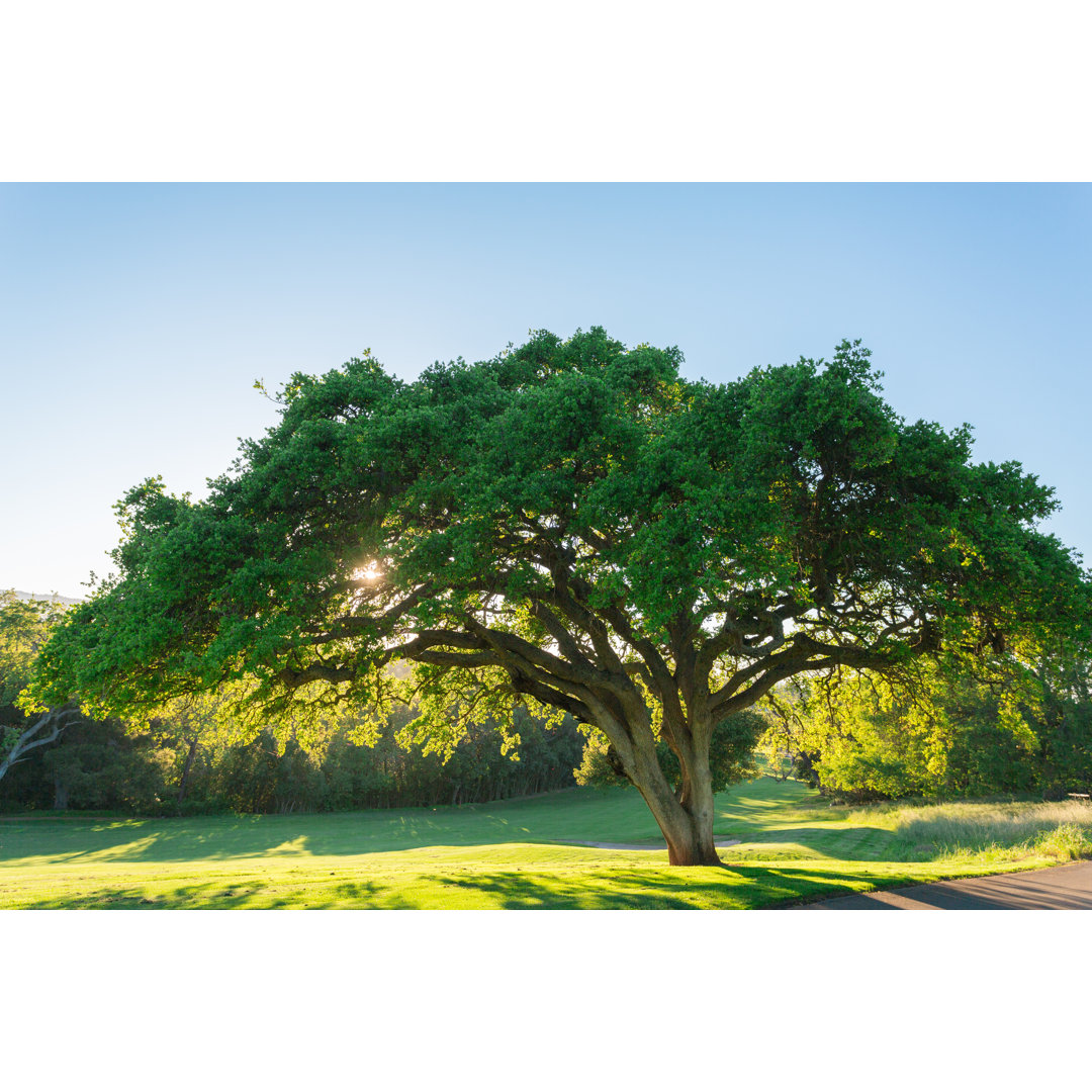 Großer Baum auf dem Golfplatz