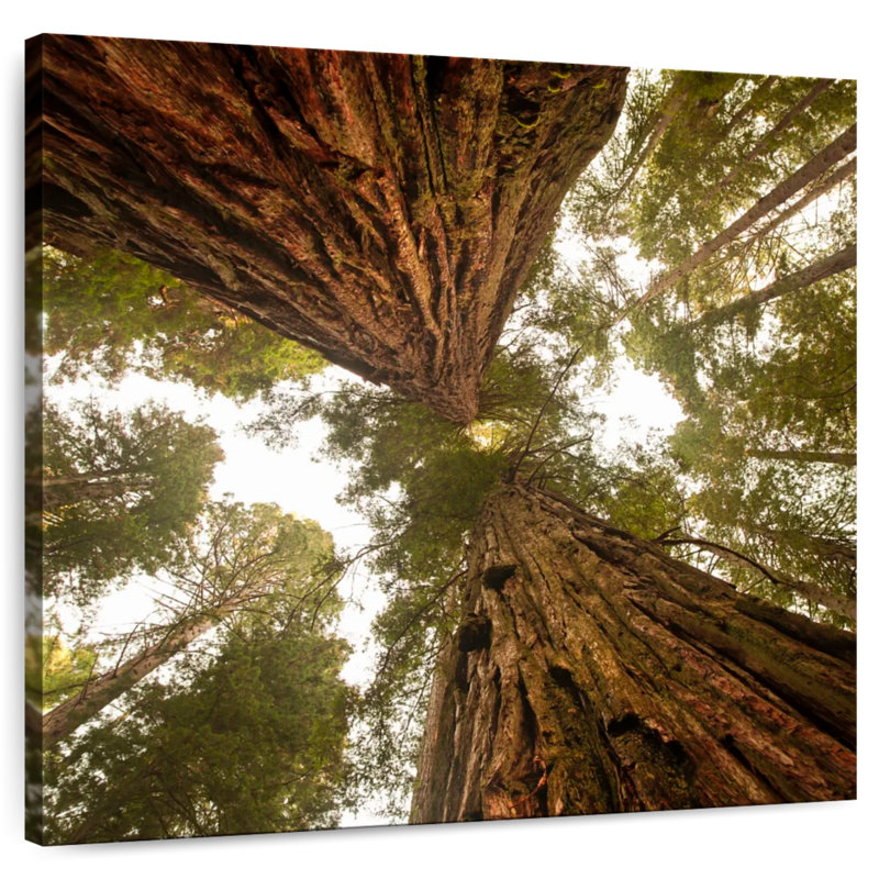 Alvord Towering Sequoia Trees, 20" H x 20" W