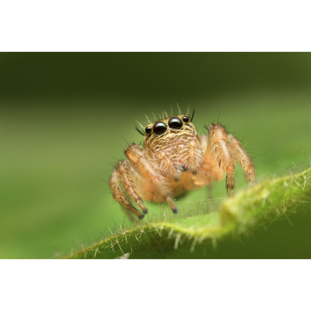 Spider On Leaf - Leinwanddrucke