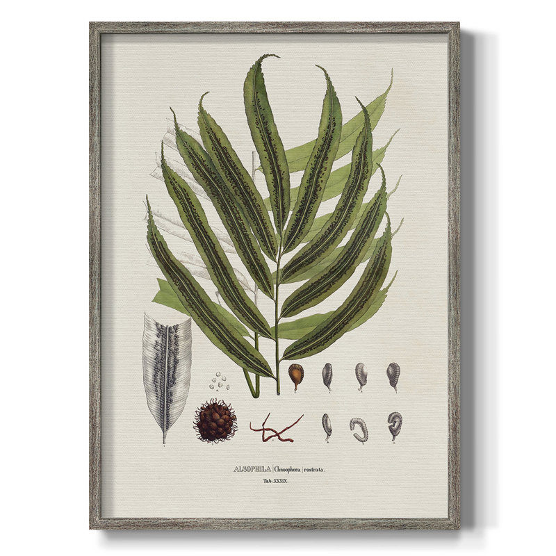 «Botanical Society Ferns II», reproduction encadrée - bois massif, H 11 po x l 9 po