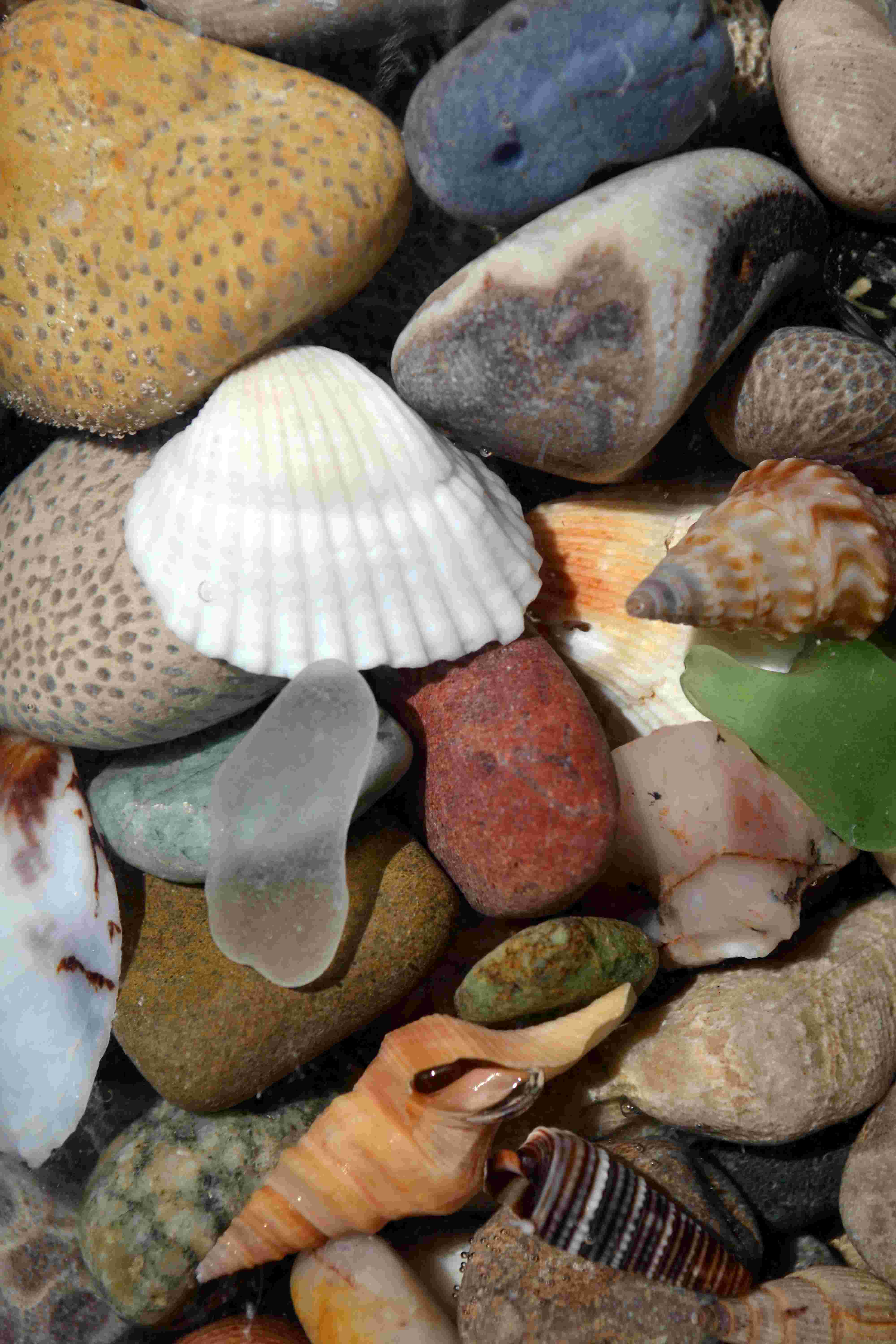 Highland Dunes Stones And Rocks And Shells Iv - Wrapped Canvas Print ...