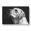 Labrador Dog - Wrapped Canvas-56628923