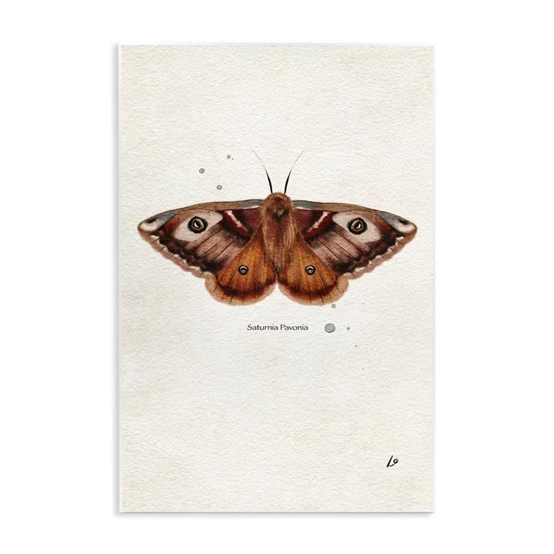  Art scientifique sur plaque de papillon de nuit orange scientifique par Lydia Orange, H 15 po x l 10 po