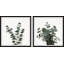 Jalia Eucalyptus Leaves - 2 Piece Single Picture Frame Painting Set-72532436