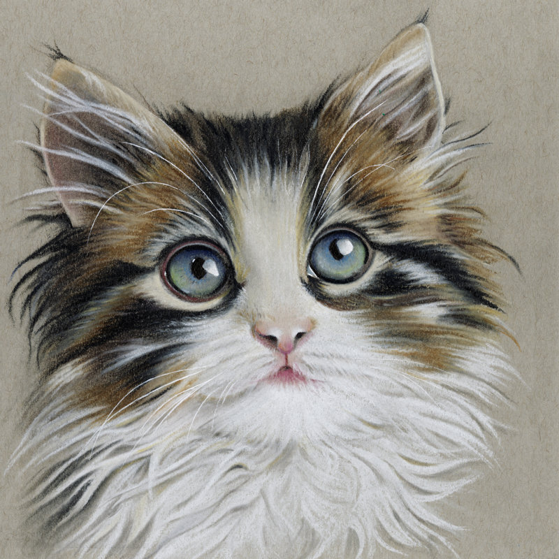 Kitten Portrait II by Lily Liama - Wrapped Canvas Painting, 51cm H x 51cm W x 3.8cm D