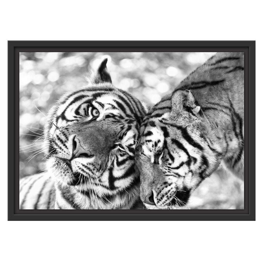 Gerahmtes Wandbild Zwei liebkosende Tiger Kunst B&W