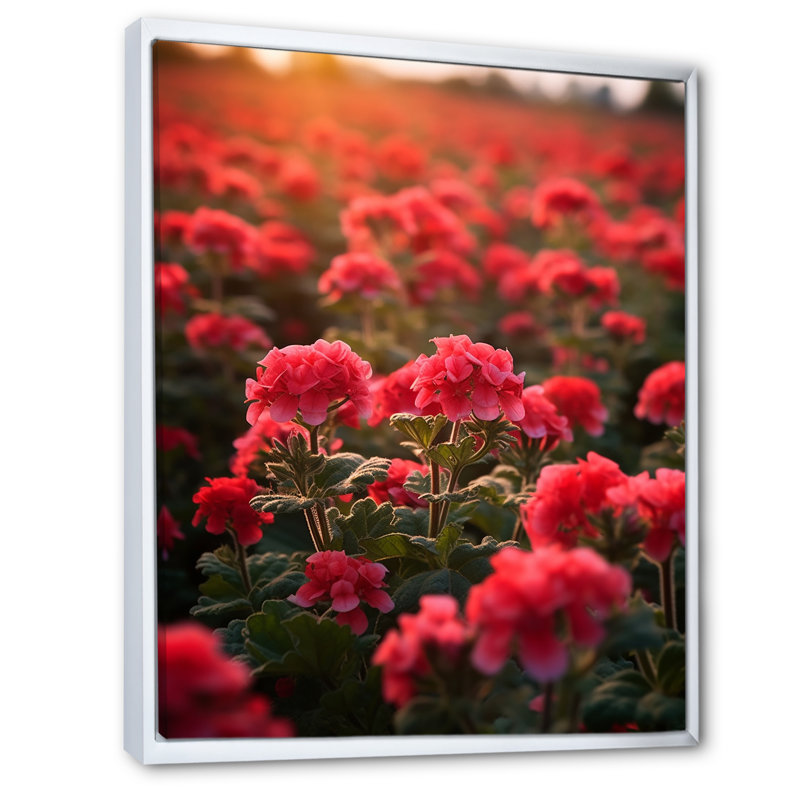 Photo Og Geraniums Field II sur toile, H 32 po x l 16 po x P 1 po, Cadre flottant blanc