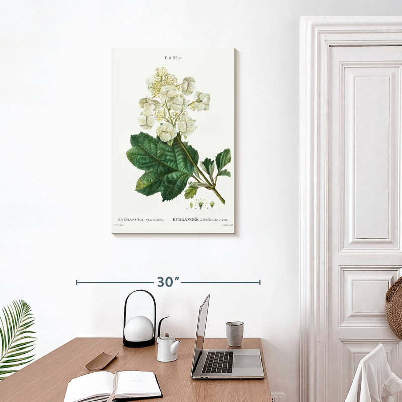 Keiri Oakleaf Hydrangea, 30" H x 20" W